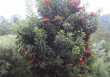 Alloxylon flammeum – Queensland Tree Waratah