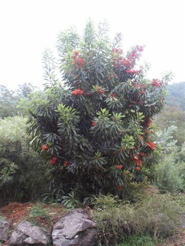 This stunning member of the proteaceae family grows to approximately 6 metres and bears large orange/red waratah-like blooms in spring & summer. Prefers deep well drained soil, mulch well and water in the drier months. Fertilise with slow release native fertiliser in spring & summer. Protect from frost when young and prune to maintain compact form.