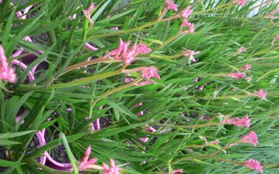 Anigozanthos ‘Bush Pearl’