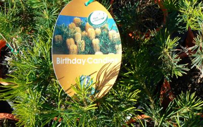 Banksia ‘Birthday Candles’ PBR