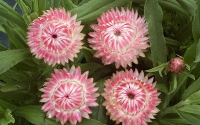 Bracteantha ‘Magenta Pearl’