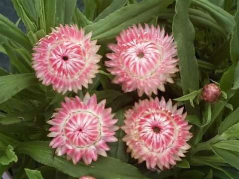 Bracteantha ‘Magenta Pearl’ | Gondwana Wholesale Plant Nursery