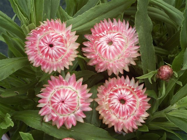 Bracteantha ‘Magenta Pearl’