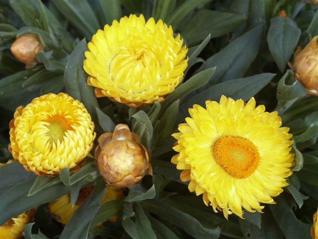 Bracteantha ‘Norries Headland’