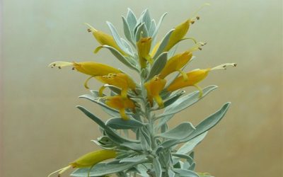 Eremophila Glabra ‘Kalbarri Carpet’