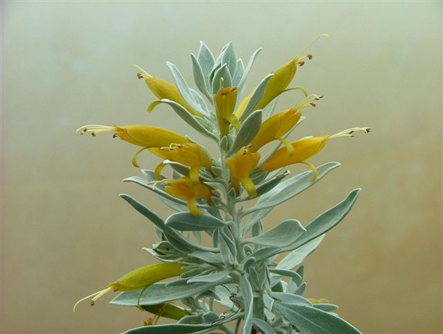 Eremophila Glabra ‘Kalbarri Carpet’