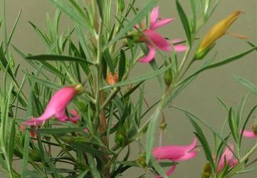 Eremophila ‘Yanna Road’