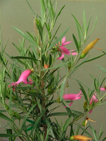 Eremophila 'Yanna Road'