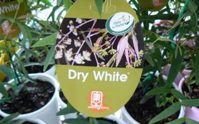 Eucalyptus Elata ‘Dry White’