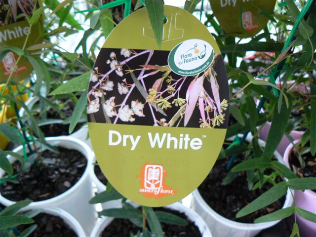 Eucalyptus Elata ‘Dry White’