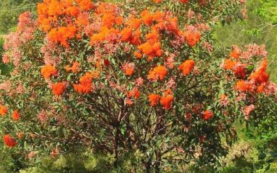 Corymbia (Eucalyptus) ficifolia ‘Orange Splendour’