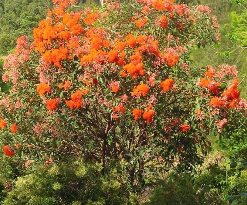 Corymbia (Eucalyptus) ficifolia ‘Orange Splendour’