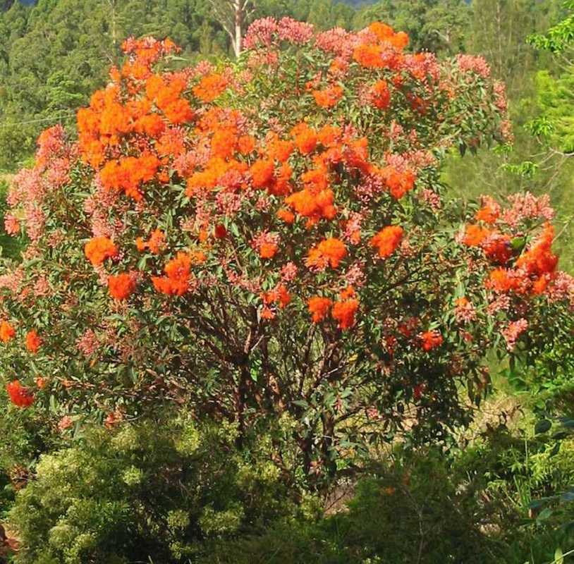 Corymbia (Eucalyptus) ficifolia 'Orange Splendour'