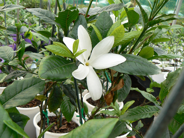 Gardenia Scabrella