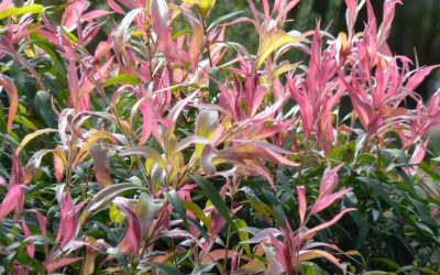 Callistemon ‘Great Balls Of Fire’