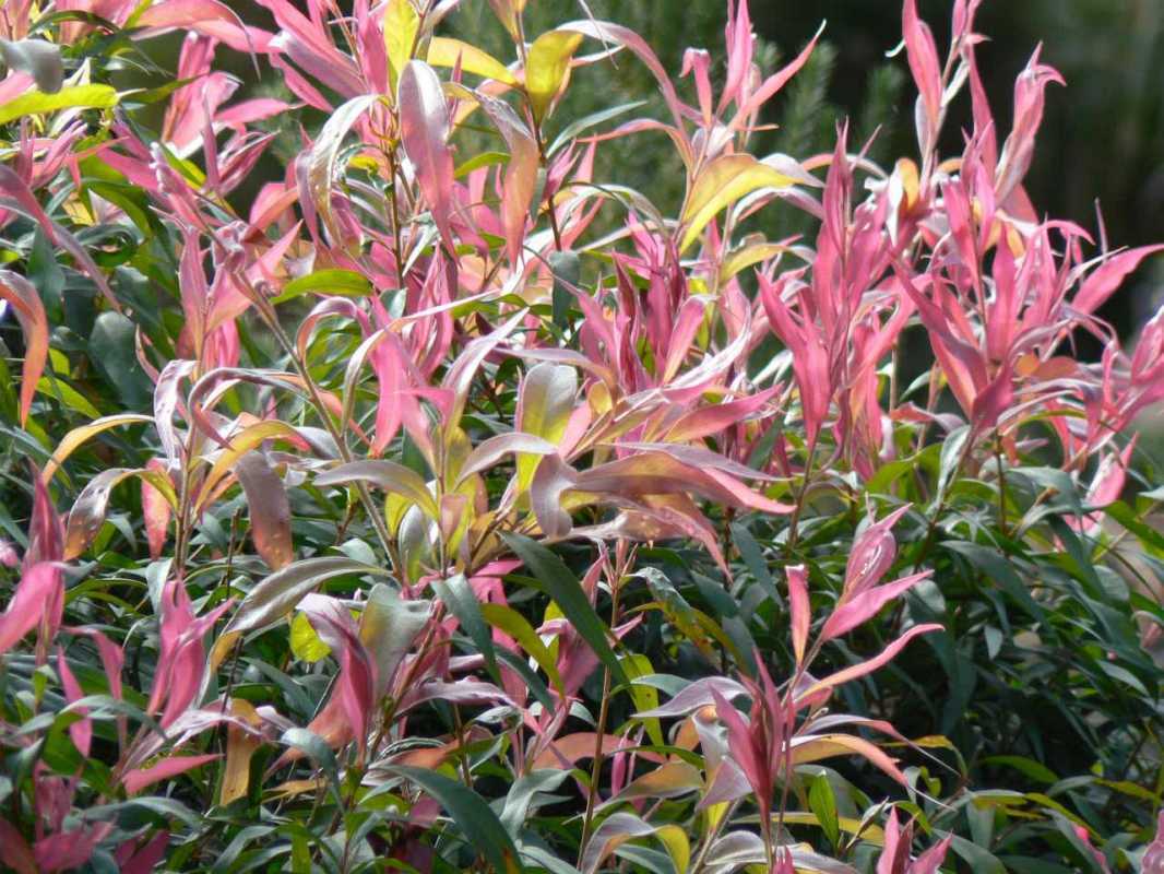 Callistemon 'Great Balls Of Fire'