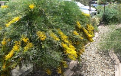 Grevillea ‘Cooroora Cascade’ Standard