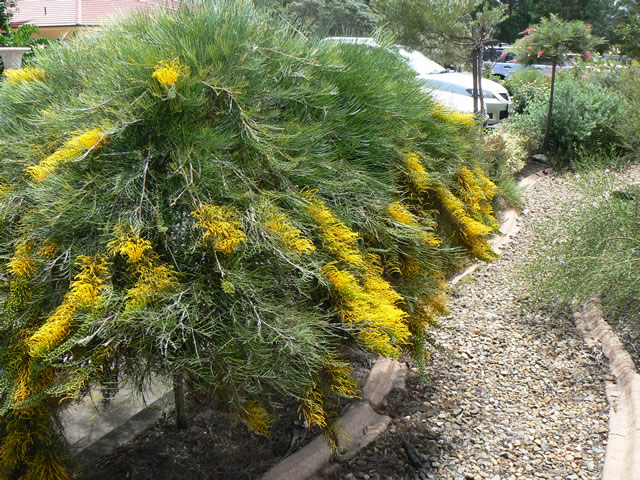 Grevillea ‘Cooroora Cascade’ Standard