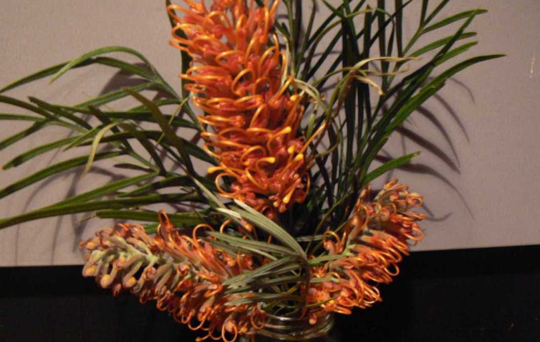 Grevillea ‘Honey Barbara’