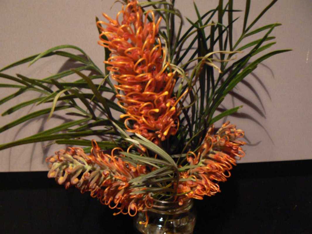 Grevillea 'Honey Barbara'