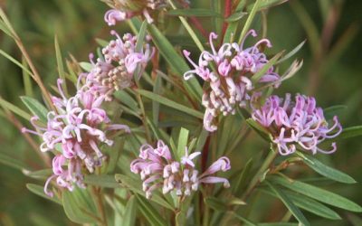 Grevillea linerifolia ‘Pink Gem’