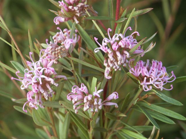 Grevillea linerifolia ‘Pink Gem’