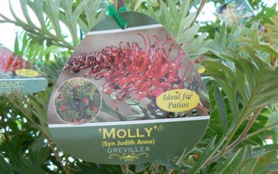 Grevillea ‘Molly’