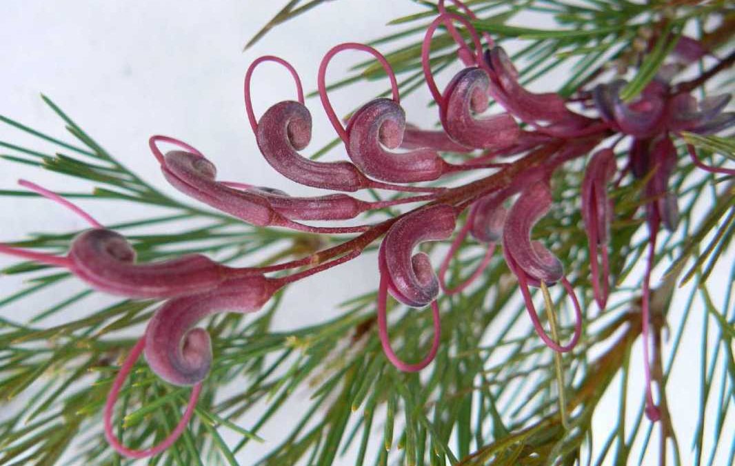 Grevillea plurijuga