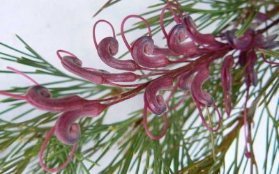 Grevillea plurijuga