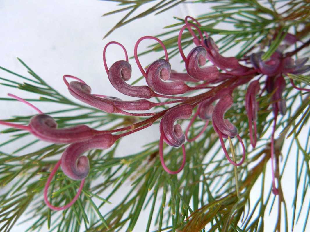 Grevillea plurijuga