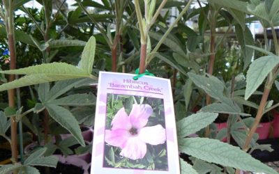 Hibiscus ‘Barambah Creek’