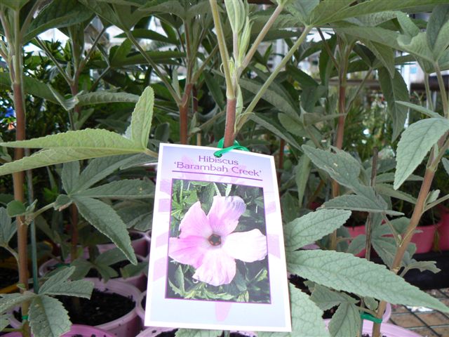 Hibiscus 'Barambah Creek'