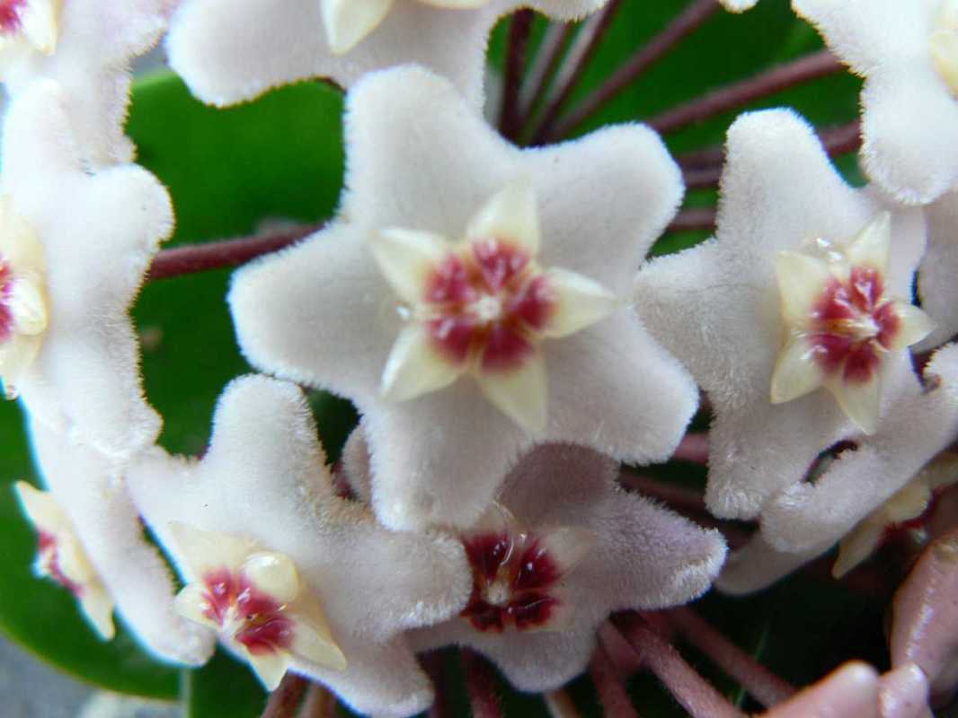 hoya