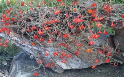 Lechenaultia ‘Scarlet Ohara’