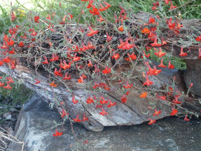 Lechenaultia ‘Scarlet Ohara’