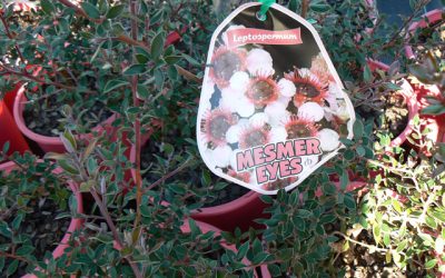 Leptospermum ‘Mesmer Eyes’