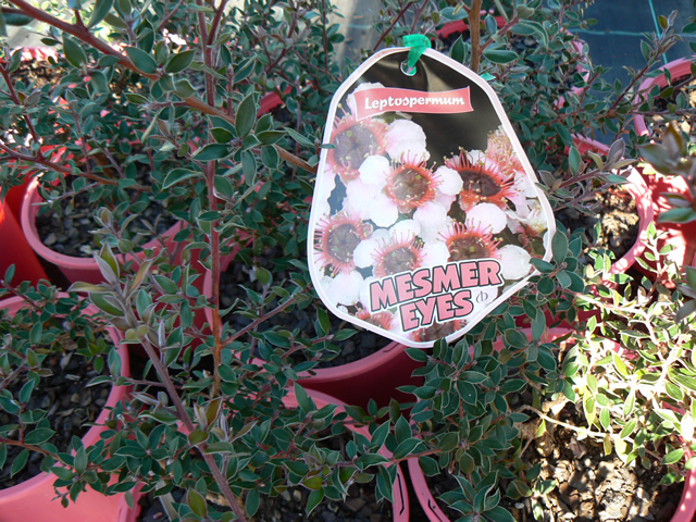 Leptospermum ‘Mesmer Eyes’