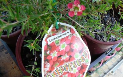 Leptospermum ‘Outrageous’ PBR