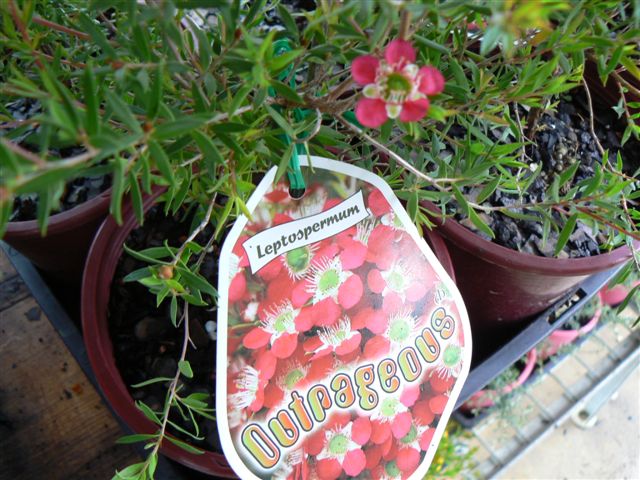 Leptospermum ‘Outrageous’ PBR