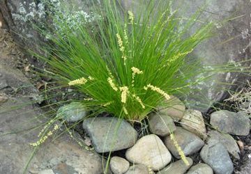 Lomandra Affine Sp. Cylindrica