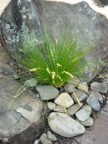 Lomandra Affine Sp. Cylindrica