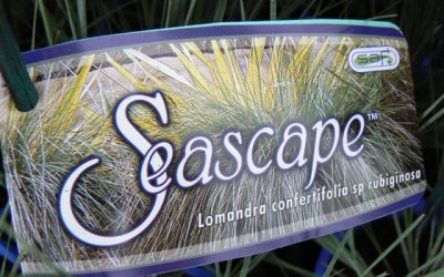 Lomandra ‘Seascape’