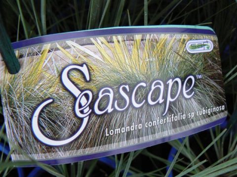 Lomandra ‘Seascape’ | Gondwana Wholesale Plant Nursery