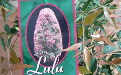 Syzygium Lulu