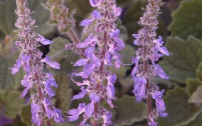 Plectranthus ‘Mountain Violet’