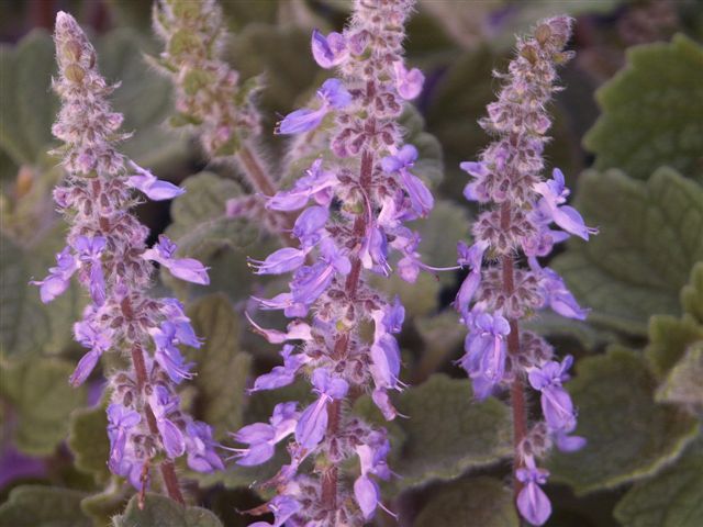 Plectranthus ‘Mountain Violet’