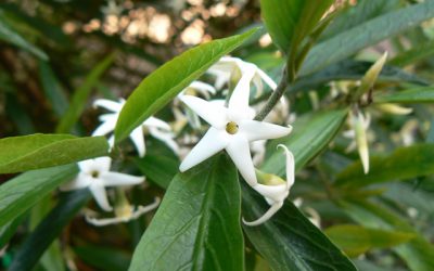 Randia Chartacae ‘Narrow Leaf’ Gardenia