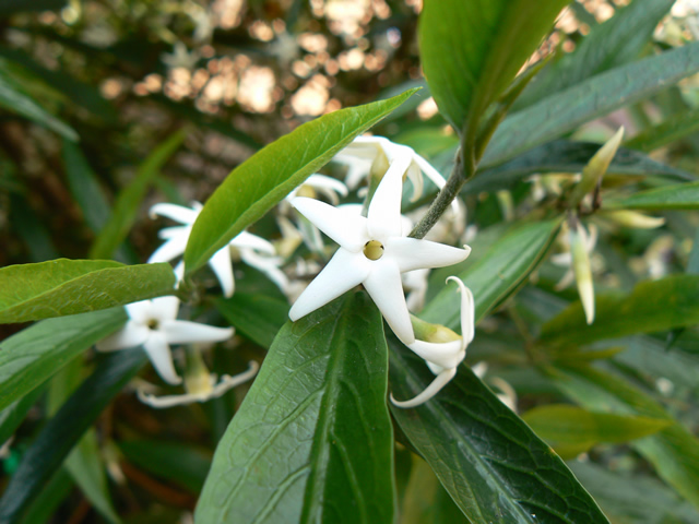 Randia Chartacae ‘Narrow Leaf’ Gardenia