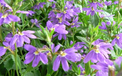 Scaevola ‘Aussie Salute’