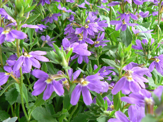 Scaevola 'Aussie Salute'